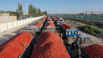 冠农番茄制品公司日处理番茄原料首次突破1万吨