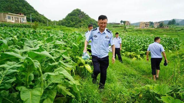 今年上半年,广顺监狱定点收购各类蔬菜及农副产品共计5万余公斤;春节