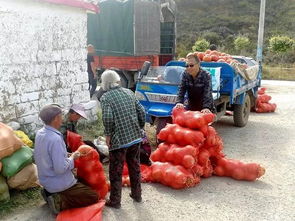 市职教中心驻村工作组解决当地农产品滞销难题