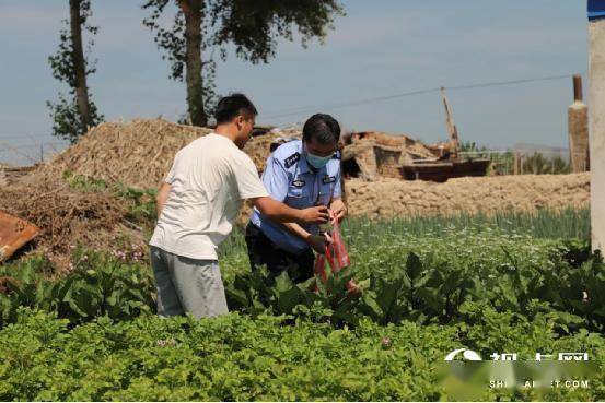 黑龙江省泰来县 庭院种植采摘忙 警民团结奔小康